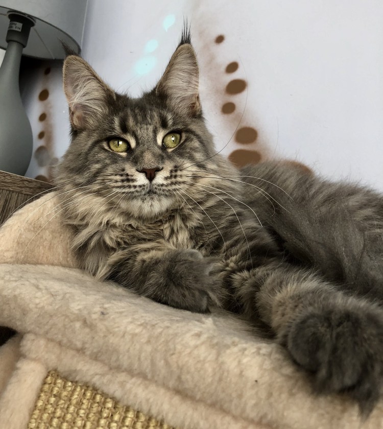 Крупные коты Мейн кун