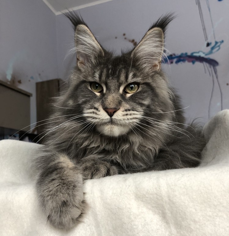 Гигантский кот Мейн кун