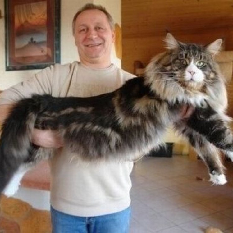 Павел Воля про Мейн куна