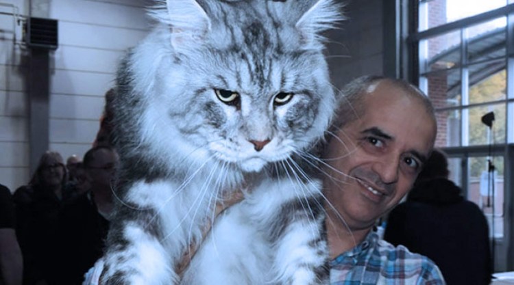 Кот гигант Мейн кун