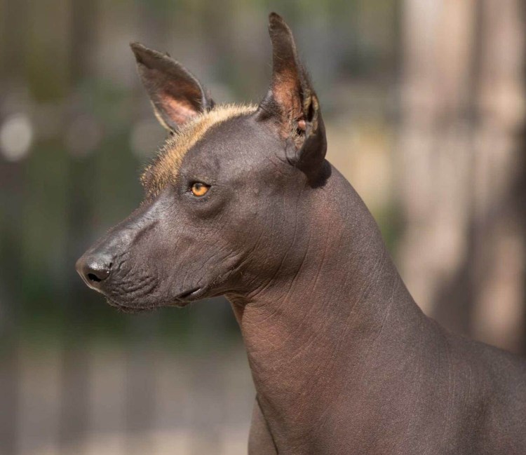 Ксолоитцкуинтли Анубис