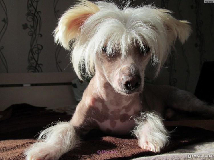 Китайская хохлатая сторожевая