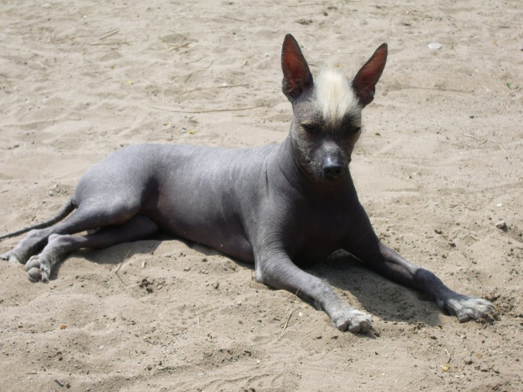 Китайская хохлатая собачка