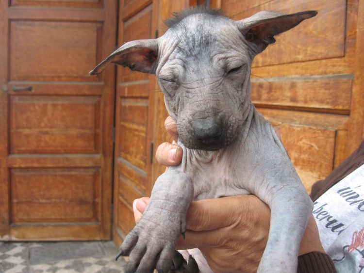 Перуанская лысая собака