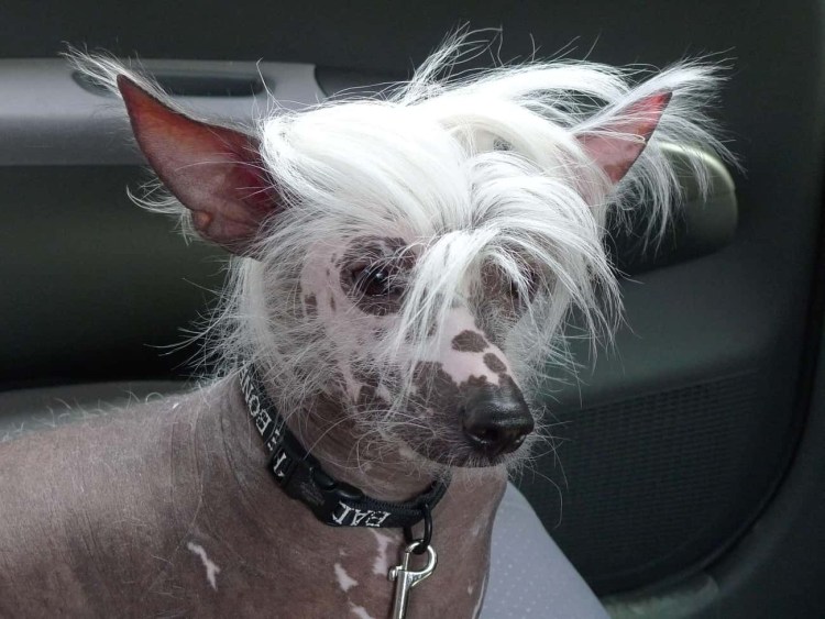 Мексиканская лысая хохлатая