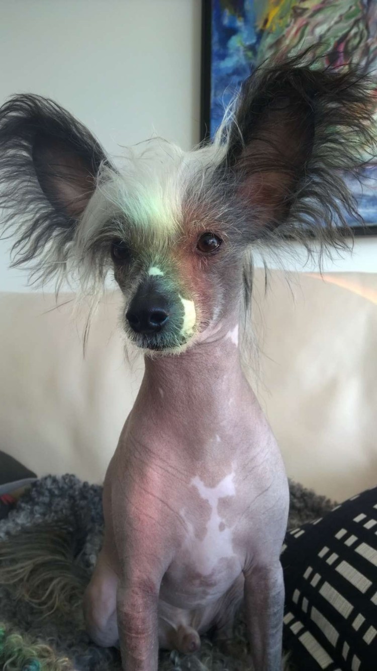 Ксолоитцкуинтли Анубиса Анубис