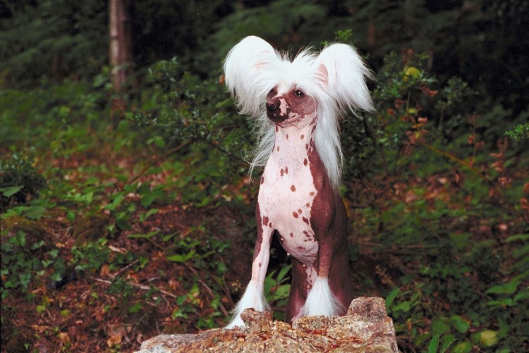 Хохлатая пятнистая