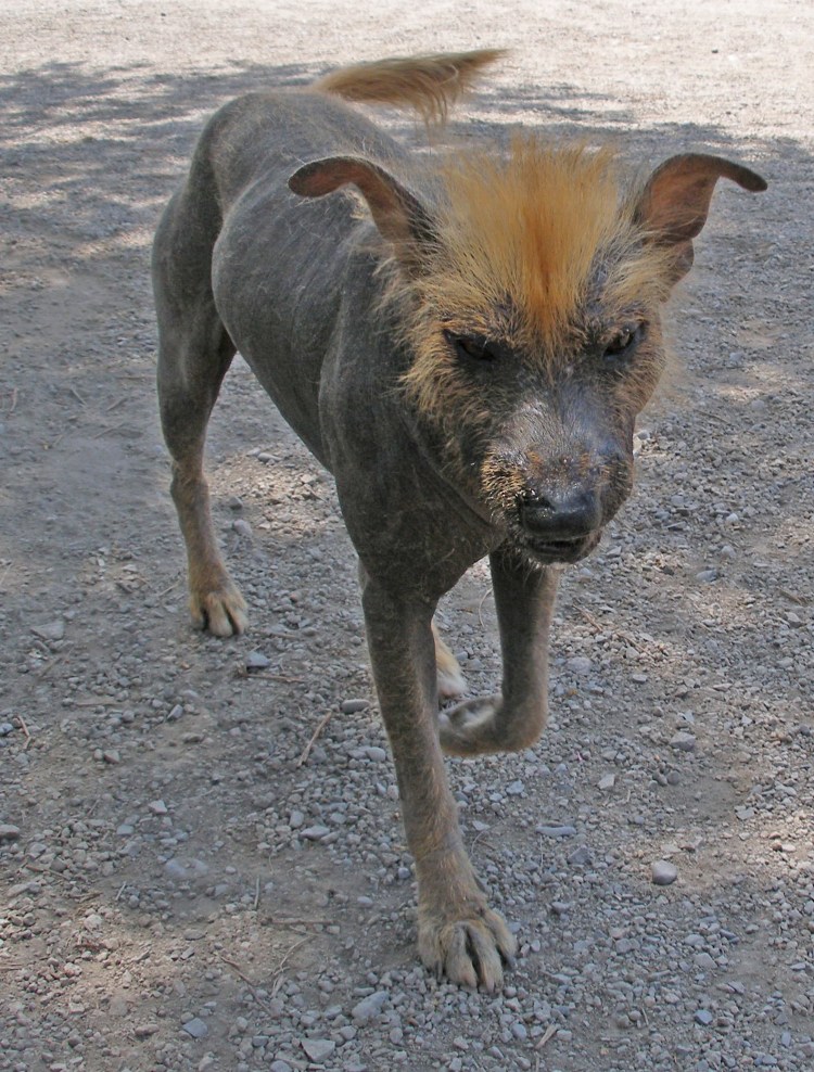 Перуанская хохлатая собака