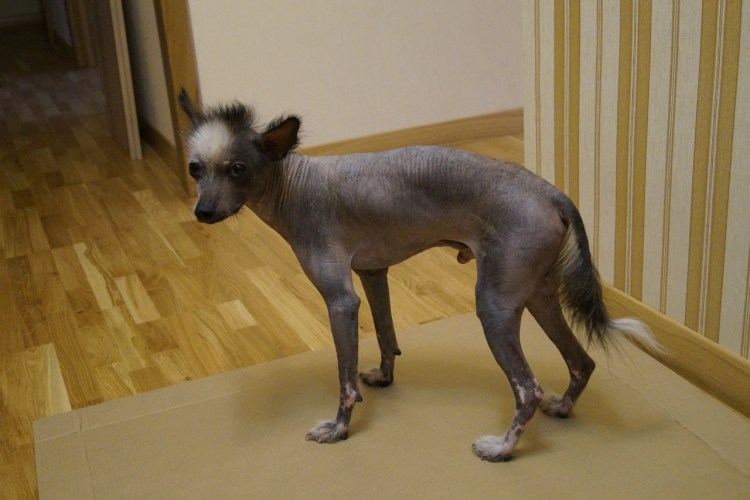 Китайская хохлатая без волос