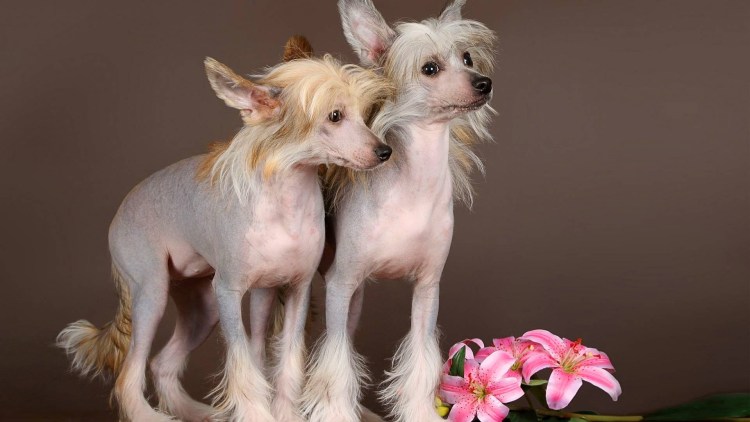 Китайская хохлатая собачка