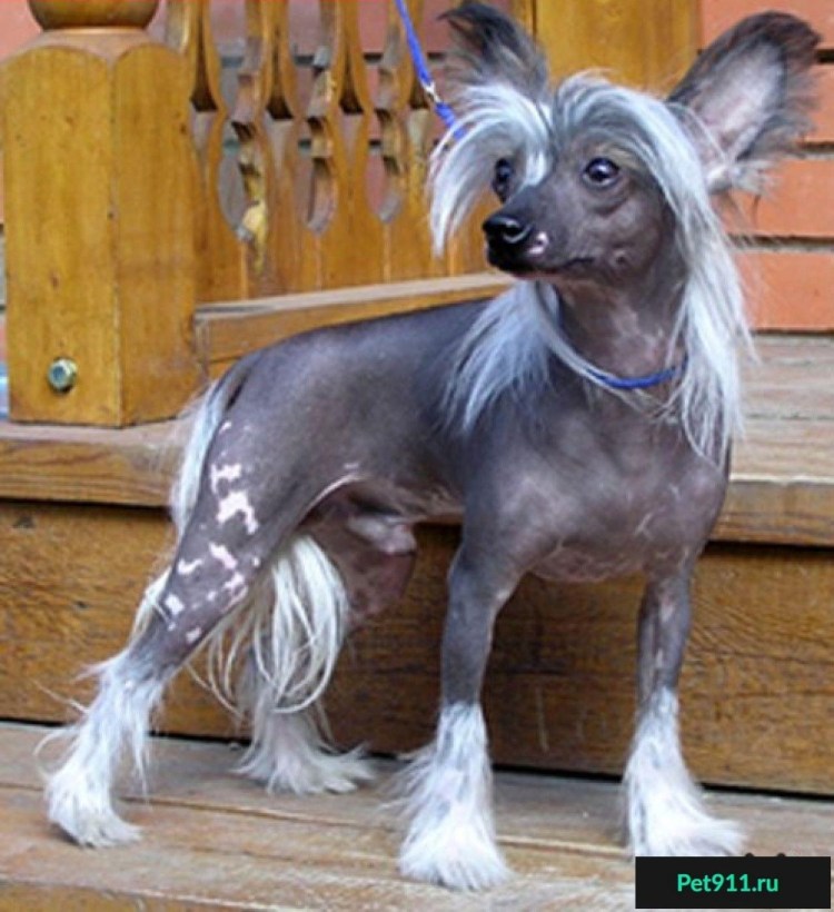 Лысая собака порода китайская хохлатая собака