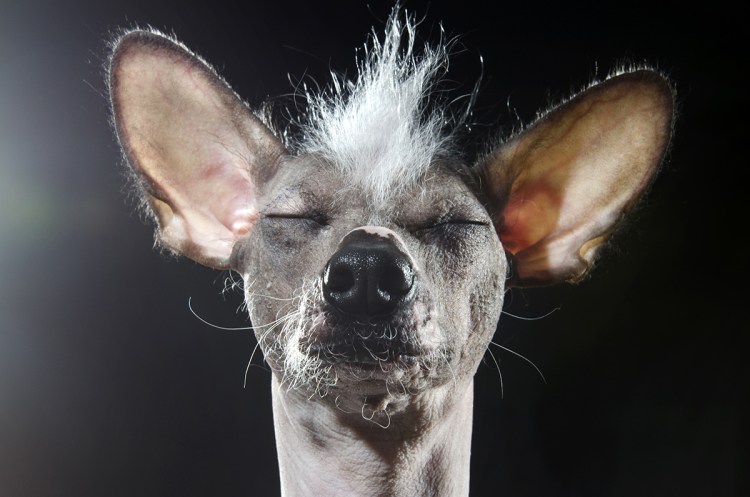 Мексиканская хохлатая собака лысая