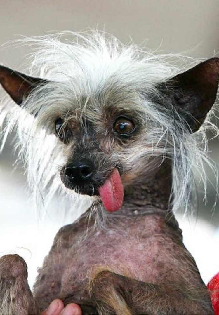 Мексиканская хохлатая собачка