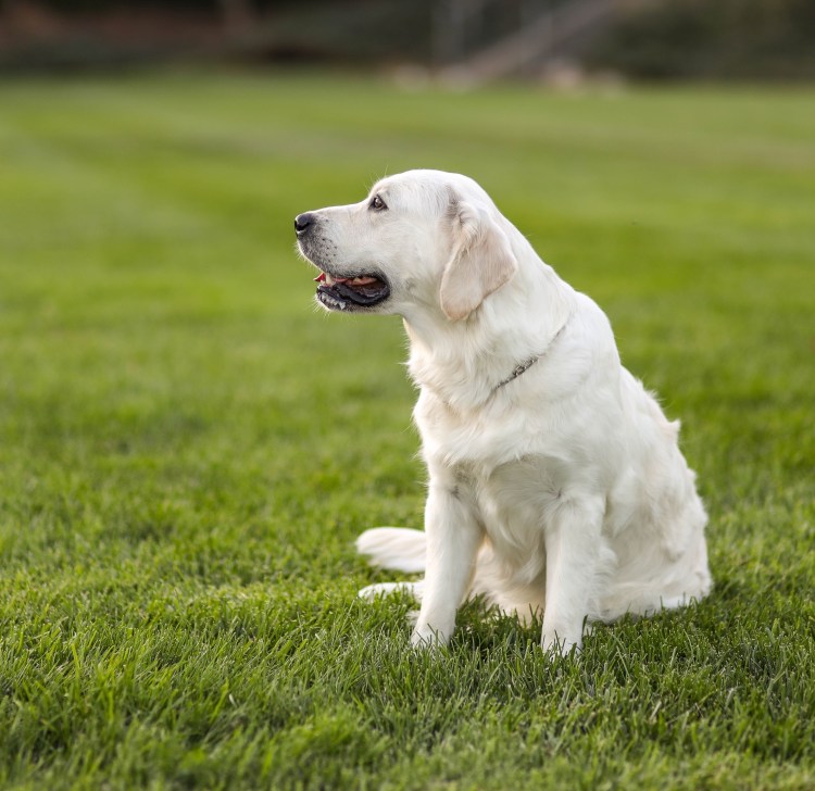 Серебристый ретривер