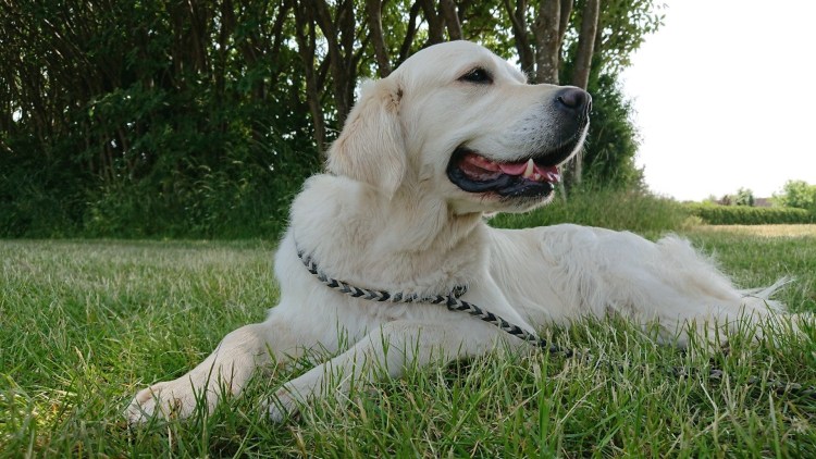 Серебристый ретривер