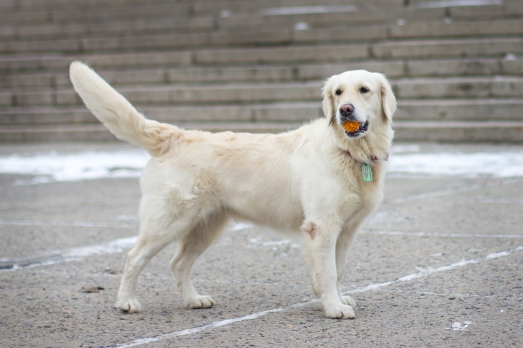 Собака лабрадор