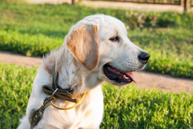 Ретривер Surecatch