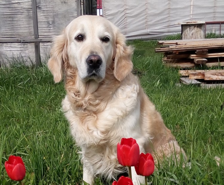 Золотистый ретривер серебристый