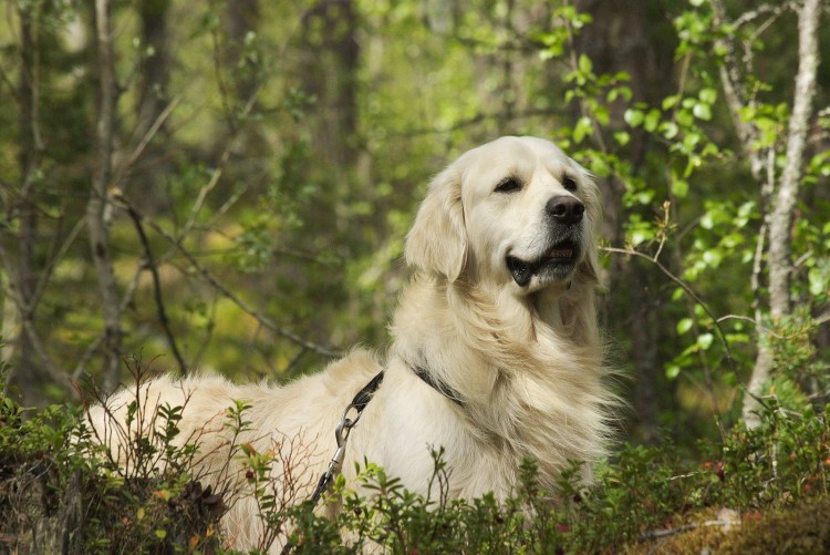 Золотистый ретривер американского типа