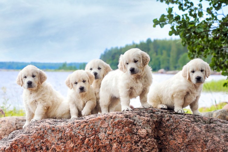 Серебристый ретривер