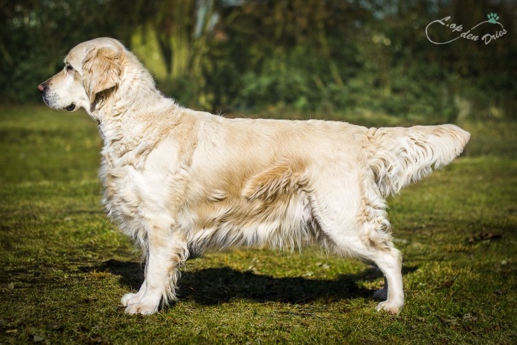 Серебристый ретривер