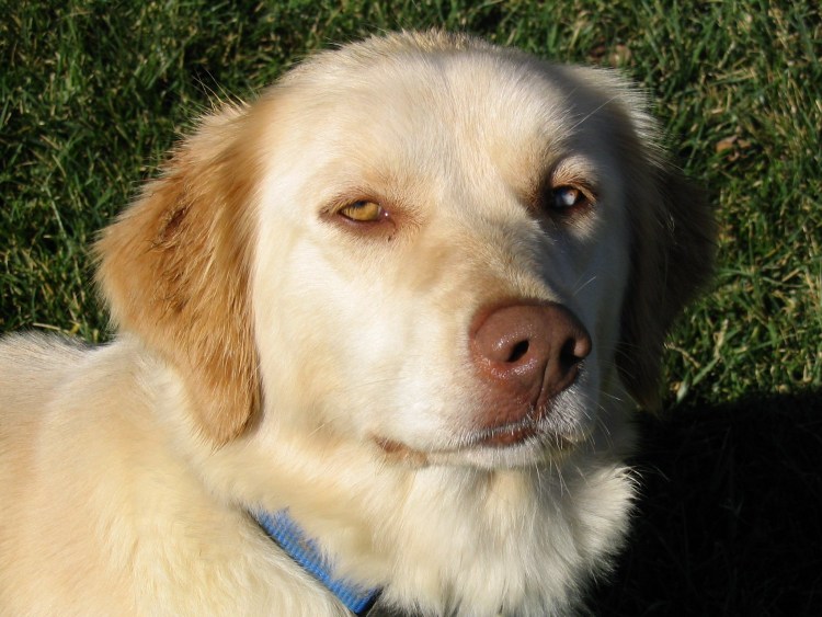 Серебристый ретривер