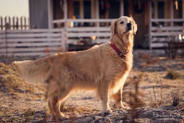 Питомник Стэнли золотистый ретривер
