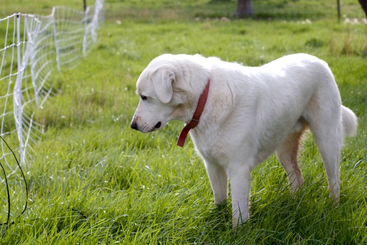Собака серебристый ретривер