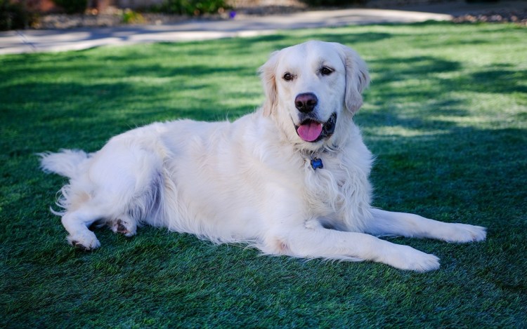 Золотистый ретривер