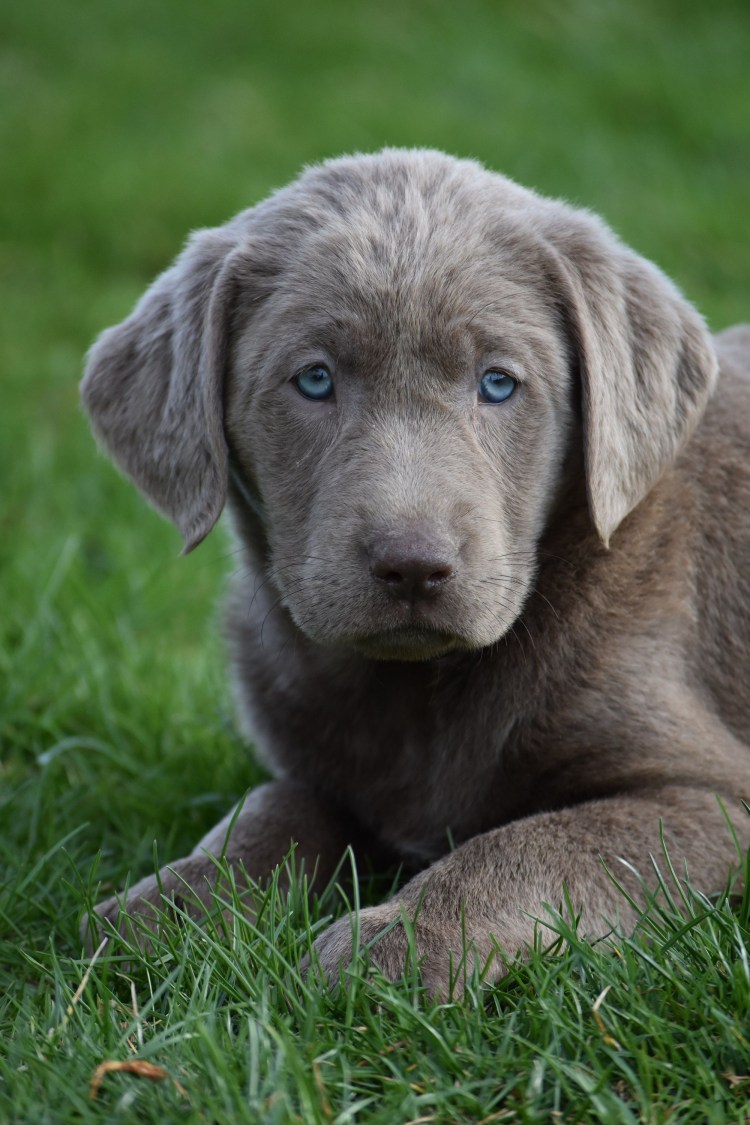 Серебристый ретривер