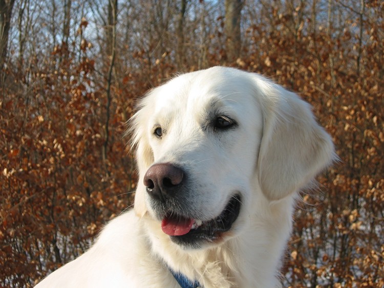 Золотистый ретривер