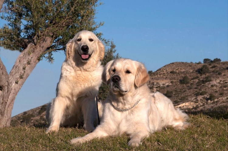 Ретривер Трепп