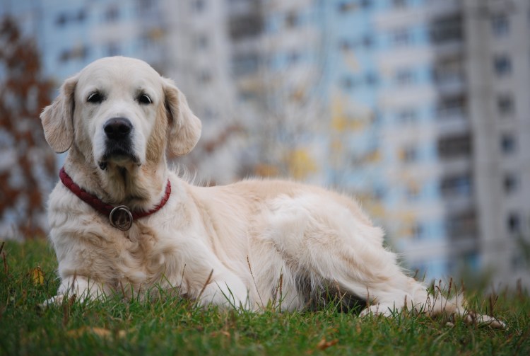 Европейский золотистый ретривер