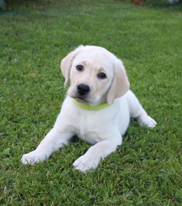 Порода собак серебристый ретривер