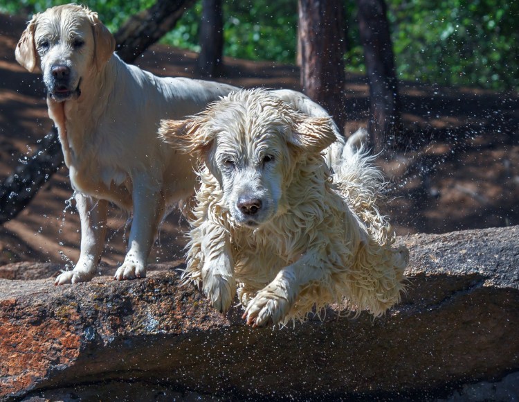 Серебристый ретривер фото
