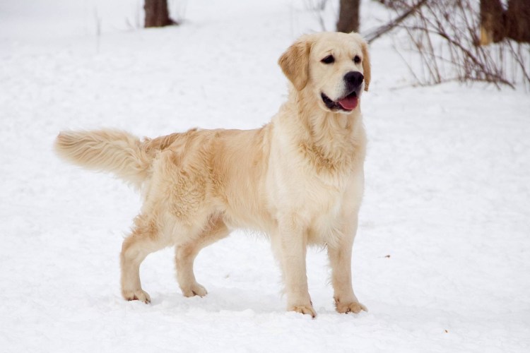 Европейский золотистый ретривер