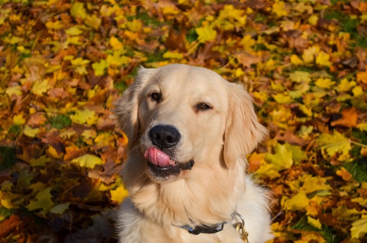 Золотистый ретривер