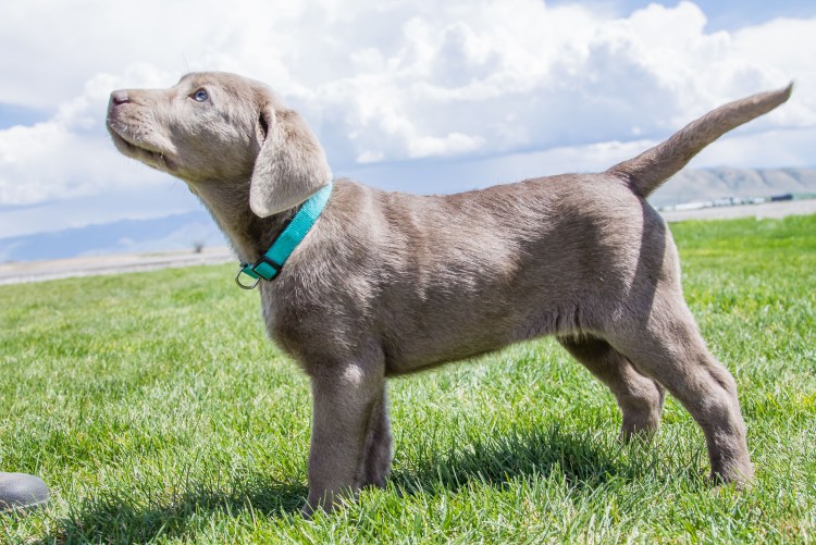 Лабрадор ретривер