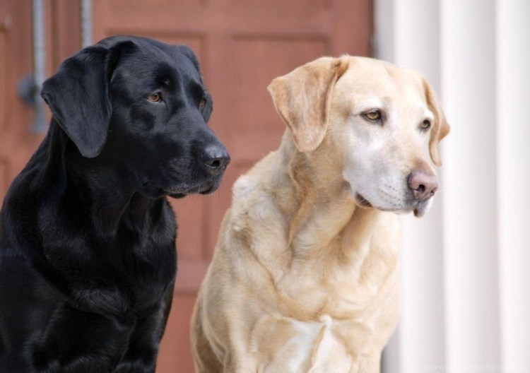 Английский золотистый ретривер