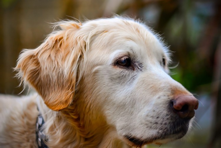 Серебристый лабрадор