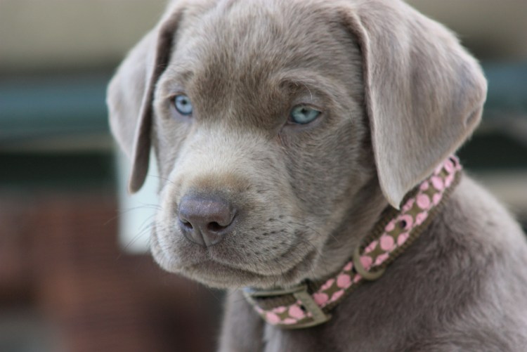 Золотистый ретривер