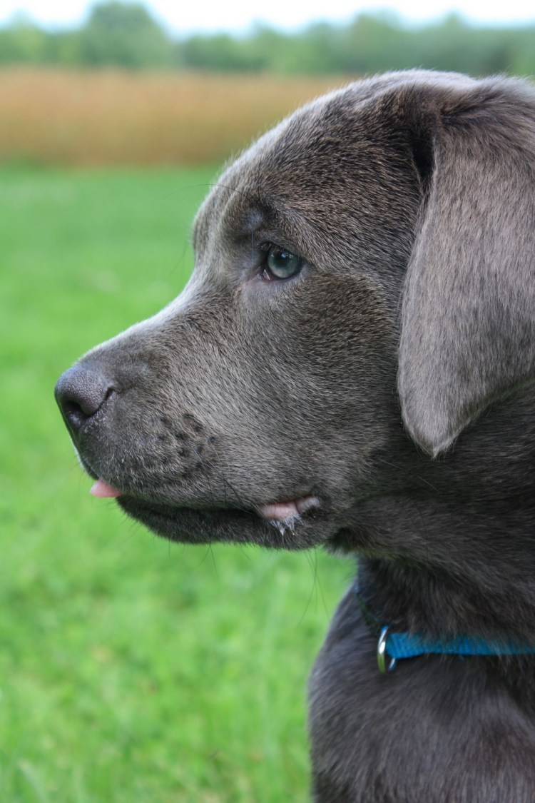 Сильвер лабрадор