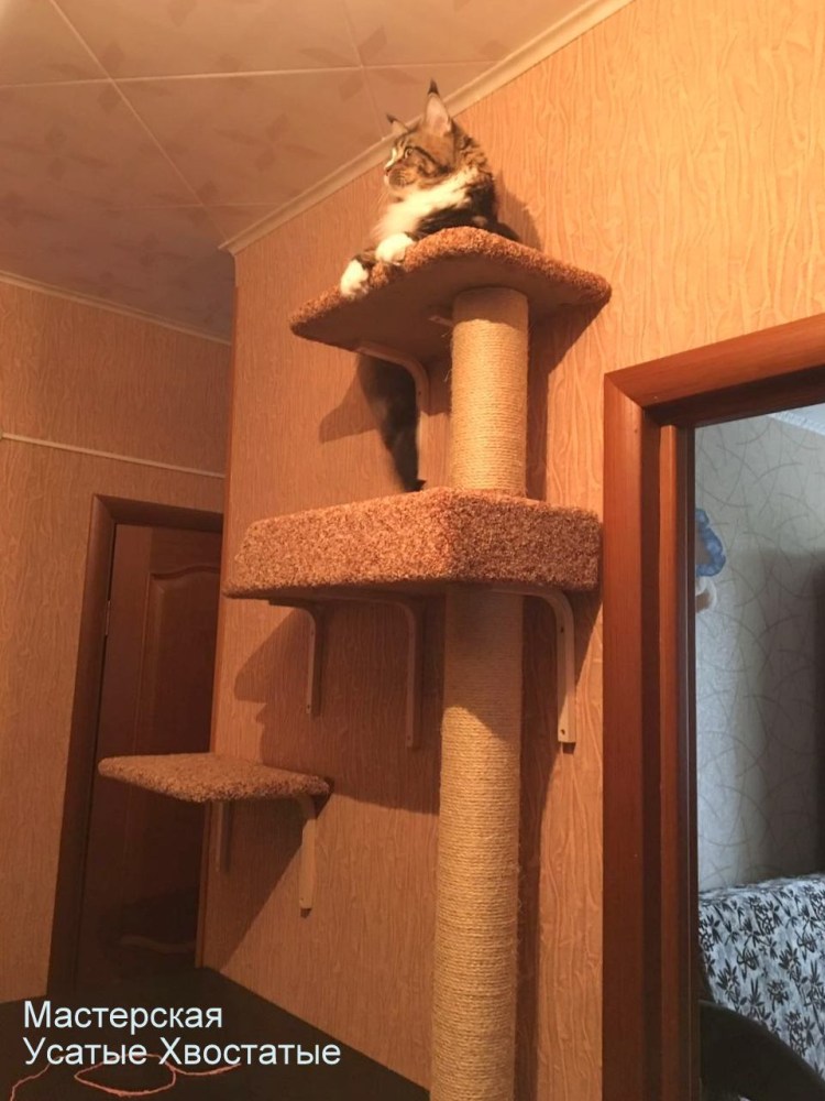 Когтеточка лазалка для кошек