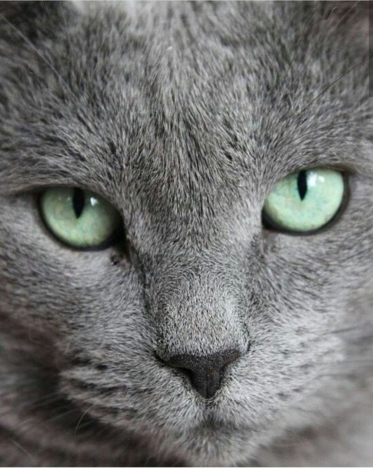 Порода Сибирский Нибелунг