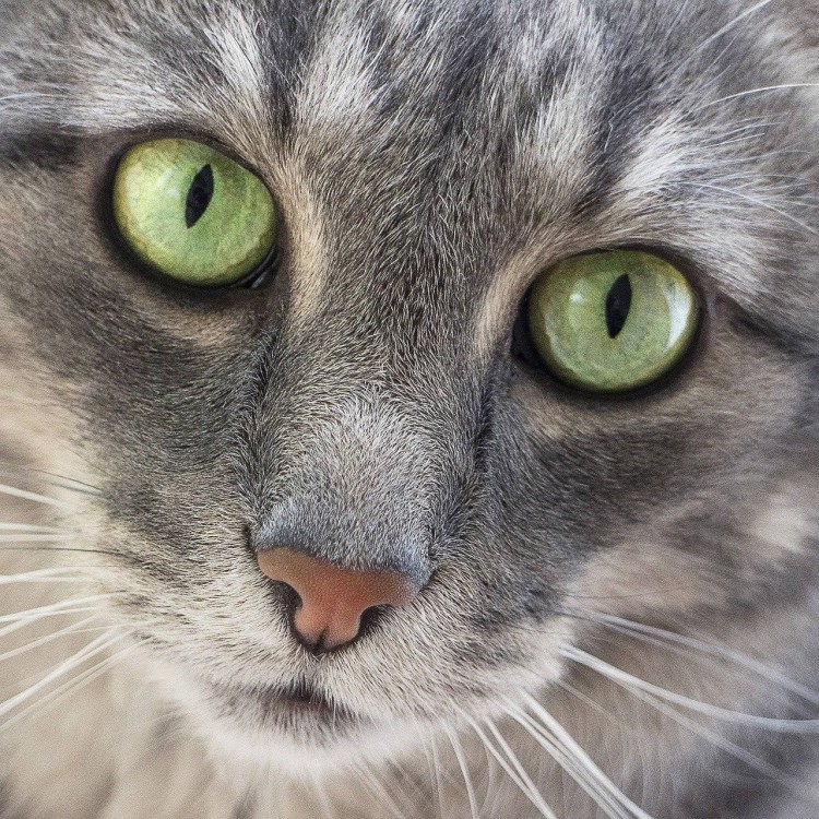 Кот с изумрудными глазами