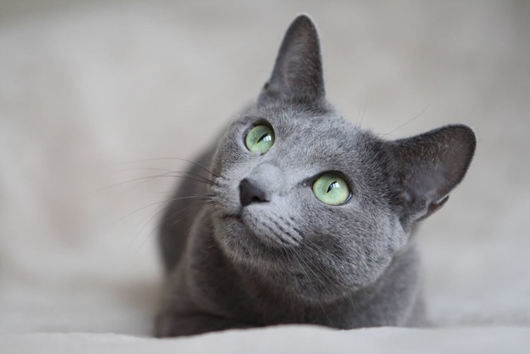Кошка Russian Blue