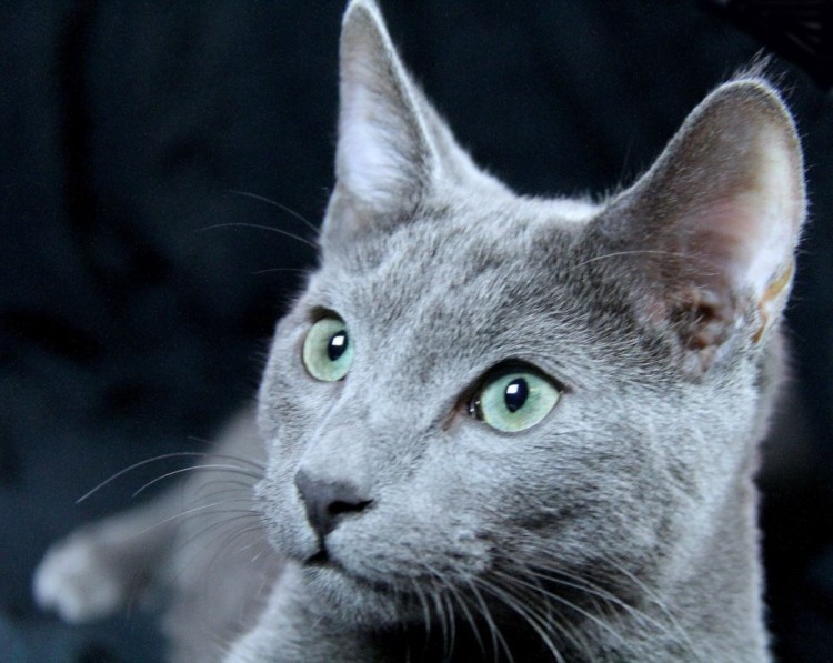 Русская голубая короткошерстная