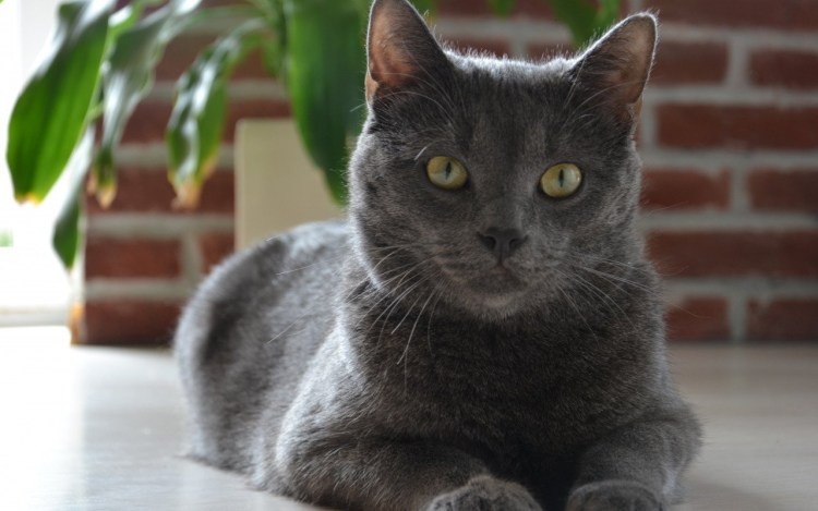 Кот с глазами изумрудного цвета.