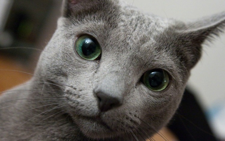 "Русская голубая"