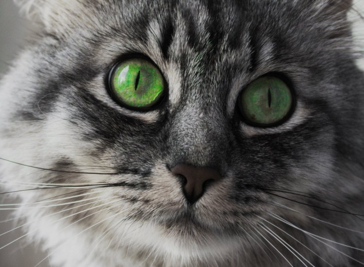 Картезианская кошка голубая